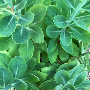 Sedum Autumn Joy  ‘Herbstfreude’