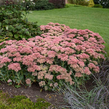 Load image into Gallery viewer, Sedum Autumn Joy  ‘Herbstfreude’
