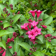 Load image into Gallery viewer, Bristol ruby weigela
