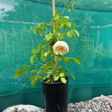 Load image into Gallery viewer, White rambling rose
