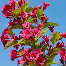 Load image into Gallery viewer, Weigela Bristol Ruby  - Pink Flowering Shrub 2 Litre Pot
