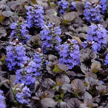 Load image into Gallery viewer, Ajuga Reptans Black Scallop -Binblasca'PBR - Evergreen Ground Cover 1
