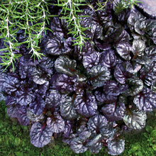 Load image into Gallery viewer, Dark ground cover plant
