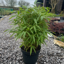 Load image into Gallery viewer, Fargesia Rufa Bamboo 4 Litre Pot
