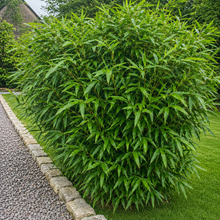 Load image into Gallery viewer, Fargesia Rufa Bamboo 
