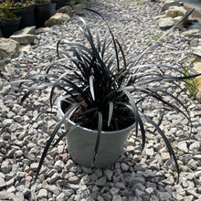 Load image into Gallery viewer, Black mondo grass
