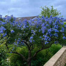 Load image into Gallery viewer, Californinan lilac tree

