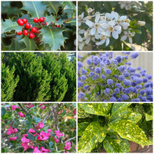 Load image into Gallery viewer, Evergreen Structure plant bundle pack
