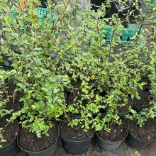 Load image into Gallery viewer, Franchets cotoneaster

