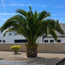 Load image into Gallery viewer, Phoenix Dactylifera - Date Palm 
