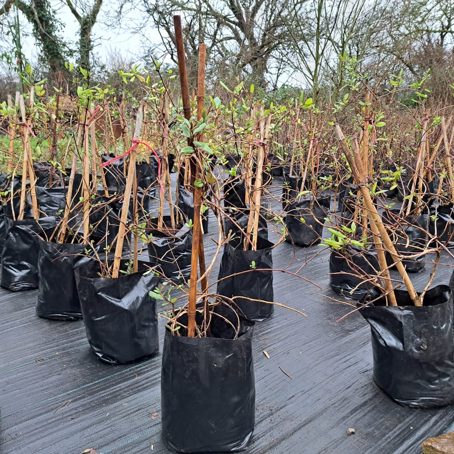 planting honeysuckle in a pot Lonicera Japonica var. Japonica- Japanese Honeysuckle 5 Litre Pot – Garden City Cymru