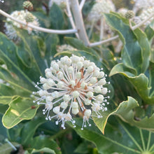 Load image into Gallery viewer, Fatsia Japnica flowers
