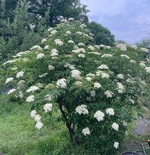 Load image into Gallery viewer, Sambucus Nigra - Elderberry Tree 
