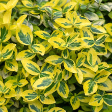 Load image into Gallery viewer, Euonymus fortunei &#39;Emerald &#39;n&#39; Gold&#39; - Winter Creeper - evergreen shrub
