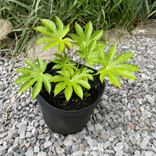 Load image into Gallery viewer, Fatsia Japonica 2 Litre Pot
