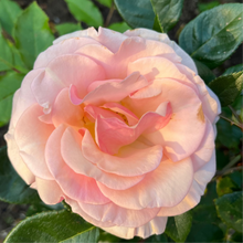 Load image into Gallery viewer, Fritz Nobis Rose - Pastel Pink Scented Vigorous Rose Shrub
