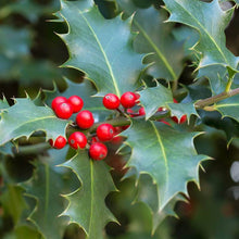 Load image into Gallery viewer, Holly - Ilex Aquifolium
