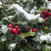 Load image into Gallery viewer, Holly - Ilex Aquifolium 
