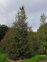 Load image into Gallery viewer, Holly - Ilex Aquifolium 
