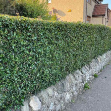 Load image into Gallery viewer, Holly - Ilex Aquifolium 
