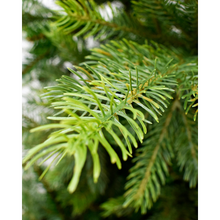 Load image into Gallery viewer, Grandis Fir 7ft Artificial Christmas Tree
