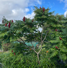 Load image into Gallery viewer, Rhus Typhina - Stag's Horn Sumach Tree
