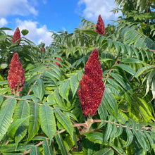 Load image into Gallery viewer, Rhus Typhina - Stag's Horn Sumach Tree Flowering
