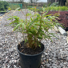 Load image into Gallery viewer, bamboo 3 litre pot
