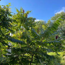 Load image into Gallery viewer, Sumac tree 
