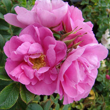 Load image into Gallery viewer, Jens Munk Rose
