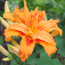 Load image into Gallery viewer, Hermercallis H. fulva ‘Kwanso’, Kwanso double Daylily 2 Litre Pot

