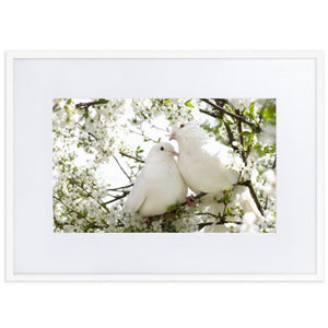 white dove picture frame