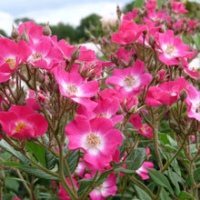 Load image into Gallery viewer, Rosa Mozart - Hybird Musk Rose 
