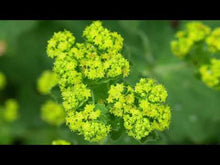 Load and play video in Gallery viewer, Alchemilla Mollis - Ladys Mantle - Ground cover plant
