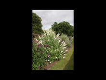 Load and play video in Gallery viewer, Buddleja Davidii &#39;White Profusion&#39; - Butterfly Bush
