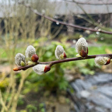Load image into Gallery viewer, Pussy willow tree - winter tree
