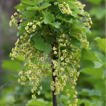 Load image into Gallery viewer, Redcurrant flowers
