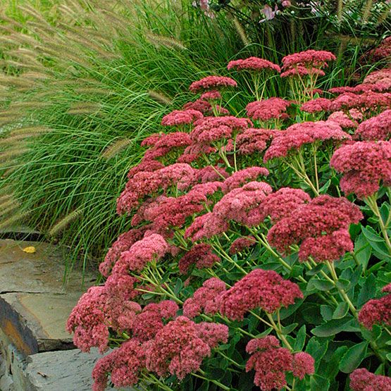 Sedum Spectabile Autumn Joy | Wholesale Nursery - Nurseries In - Foto 8