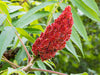Rhus Typhina - Stag's Horn Sumach Tree