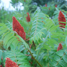Load image into Gallery viewer, Rhus Typhina - Stag's Horn Sumach Tree
