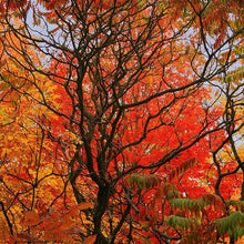 Load image into Gallery viewer, Sumach tree in autumn
