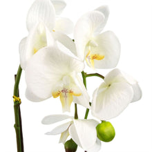 Load image into Gallery viewer, 46 cm Artificial Orchid White with Silver Pot
