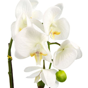 46 cm Artificial Orchid White with Silver Pot