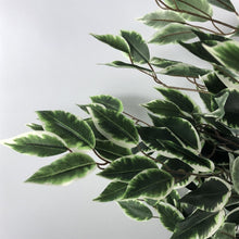 Load image into Gallery viewer, 130 cm Tall Variegated White/Green Bushy Ficus Tree
