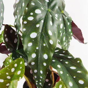 40 cm Artificial Spotty Begonia Maculata Plant