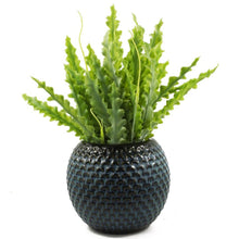 Load image into Gallery viewer, indoor plant pot
