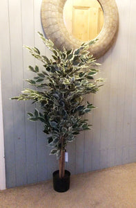 130 cm Tall Variegated White/Green Bushy Ficus Tree