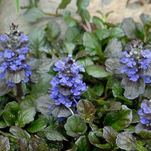 Load image into Gallery viewer, Evergreen ground cover plant
