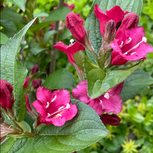 Load image into Gallery viewer, Pink flowering shrub
