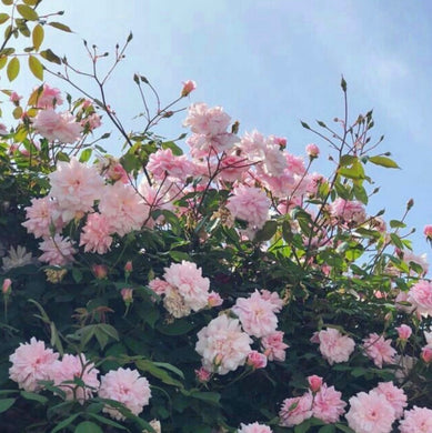 City of London Rose - Pink scented floribunda Rose